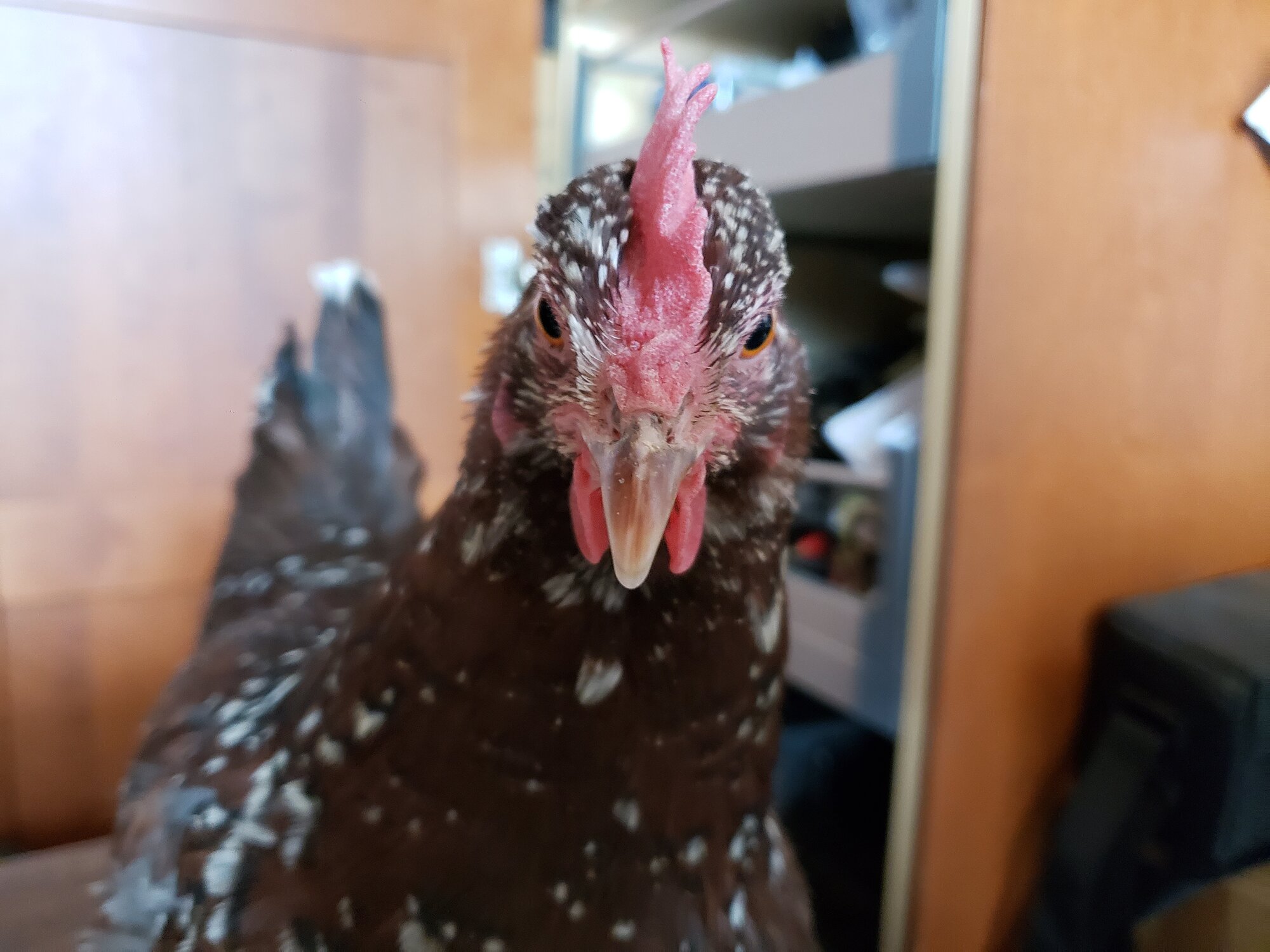 Chicken Abigail the Speckled Sussex.