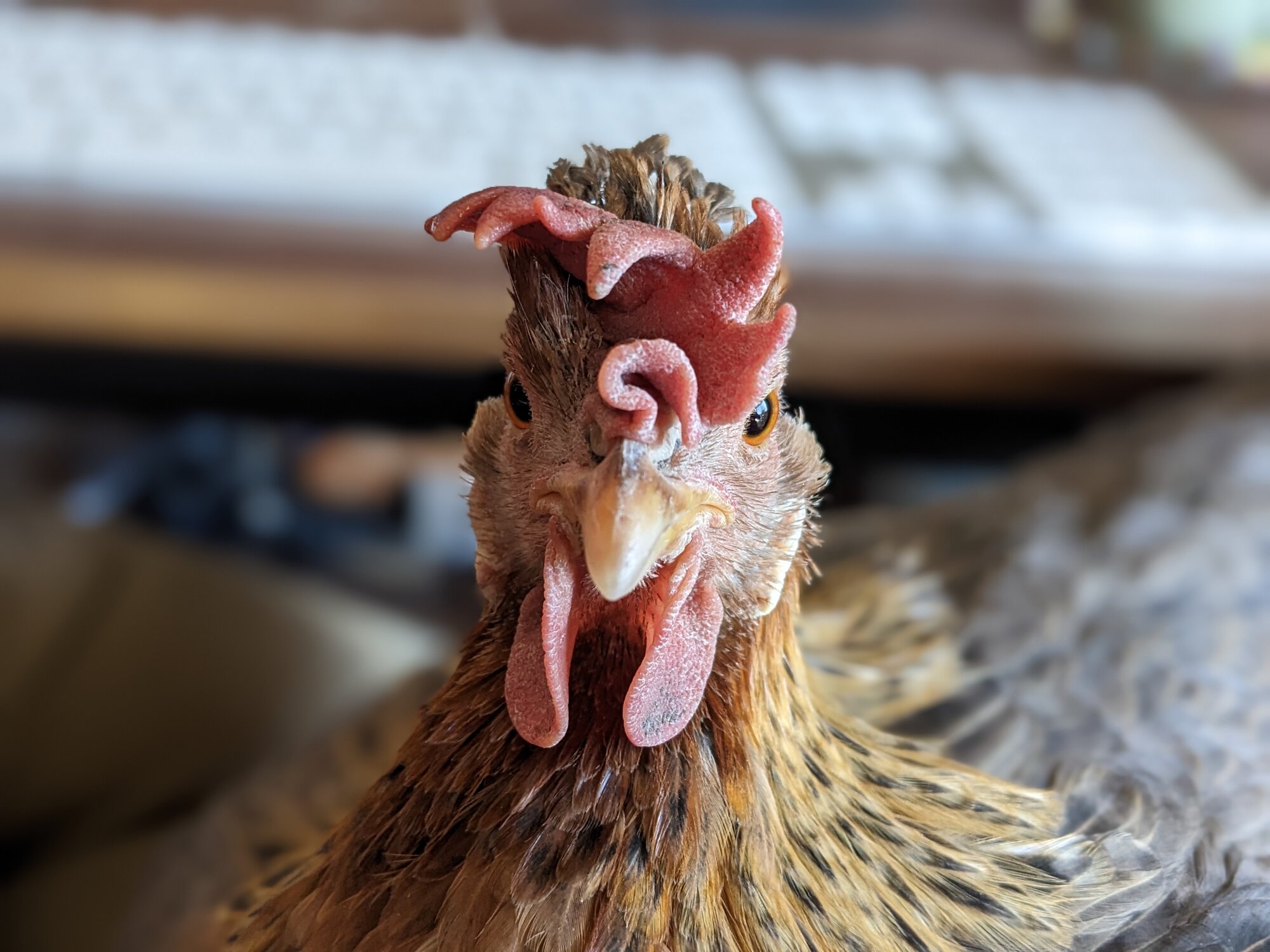 Agathae the Cream Legbar Hen.