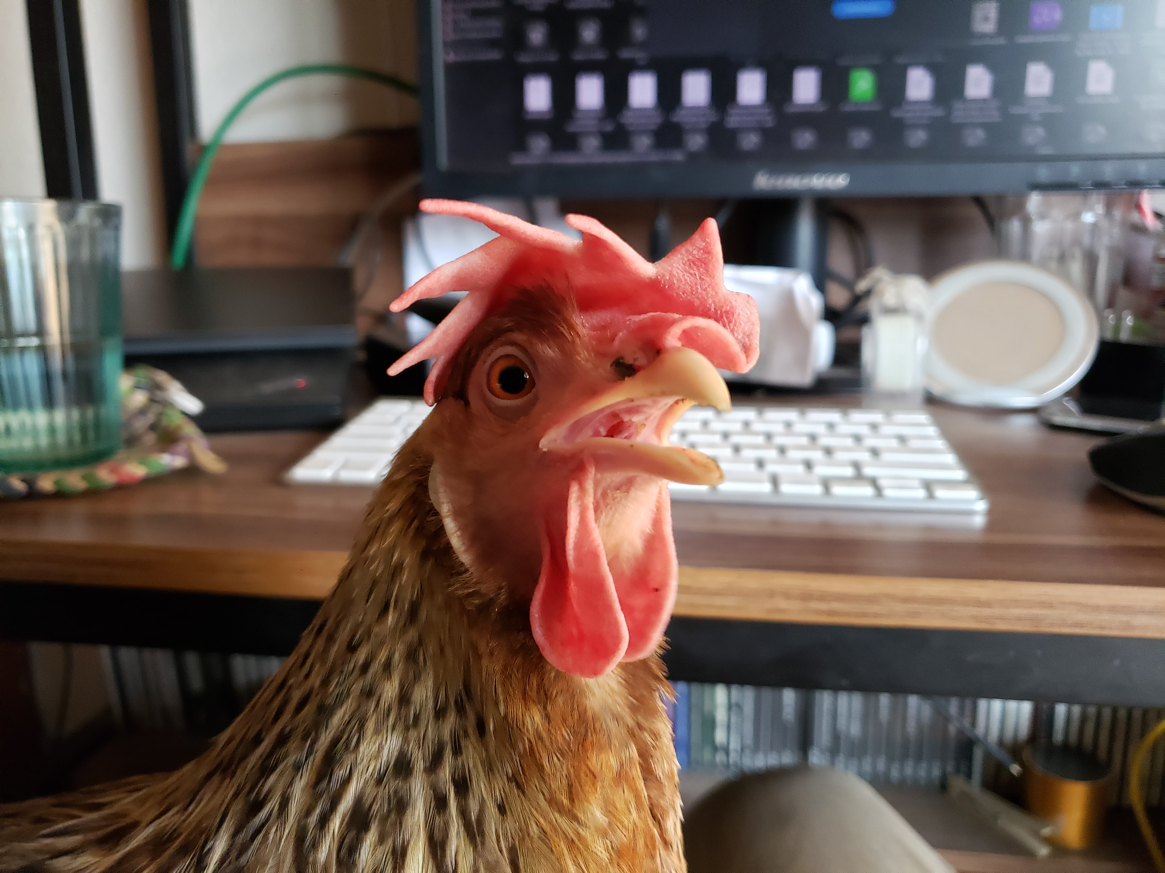 Felicitas the Cream Legbar Hen.