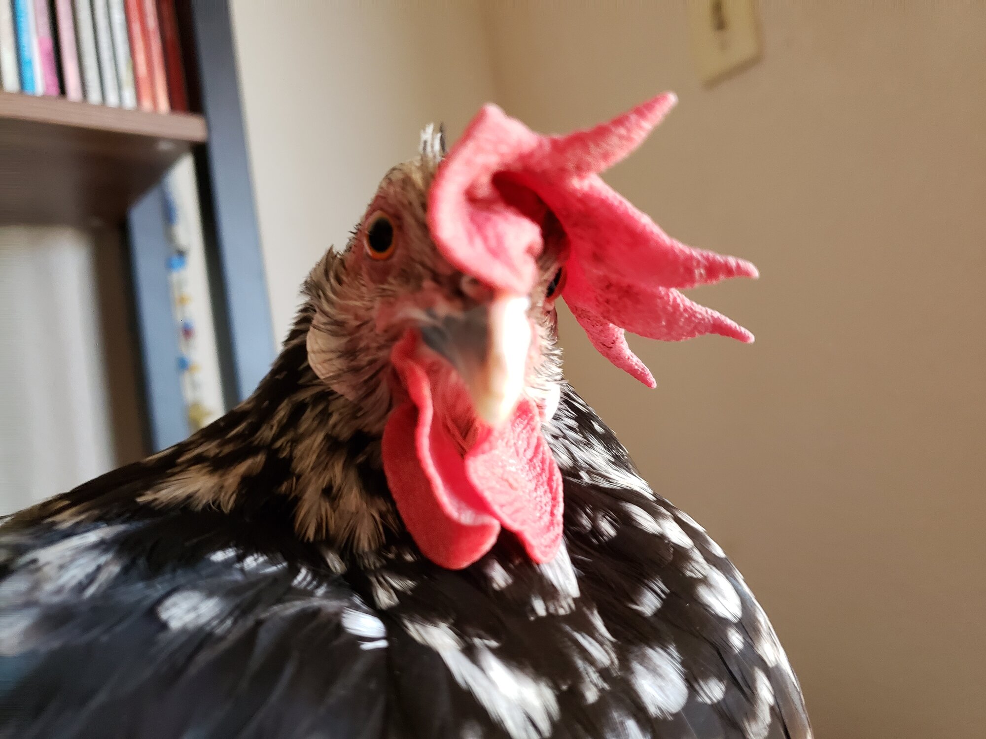 Empress Josephine the Exchequer Leghorn Hen.