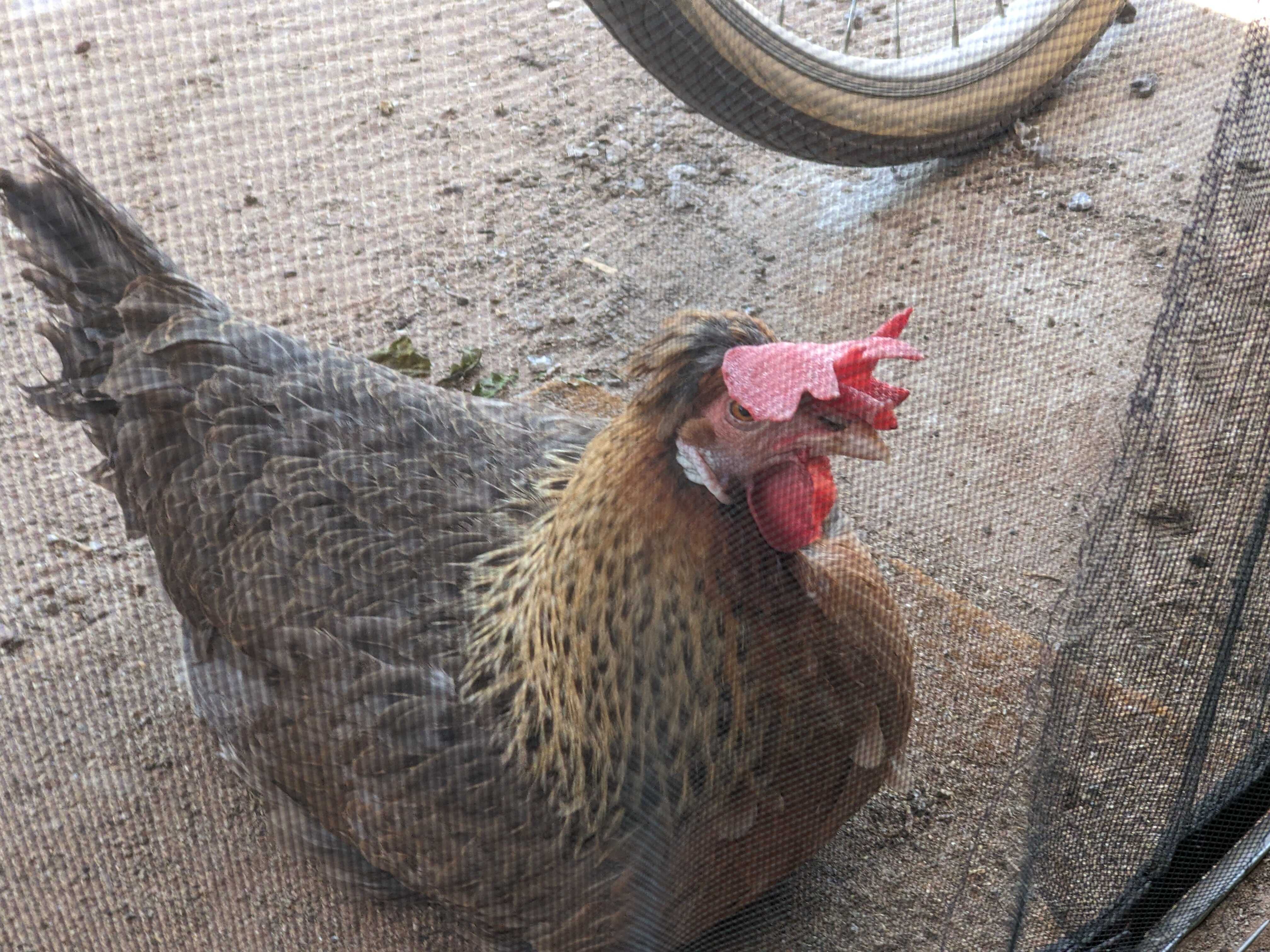 Agathae sitting by my door.