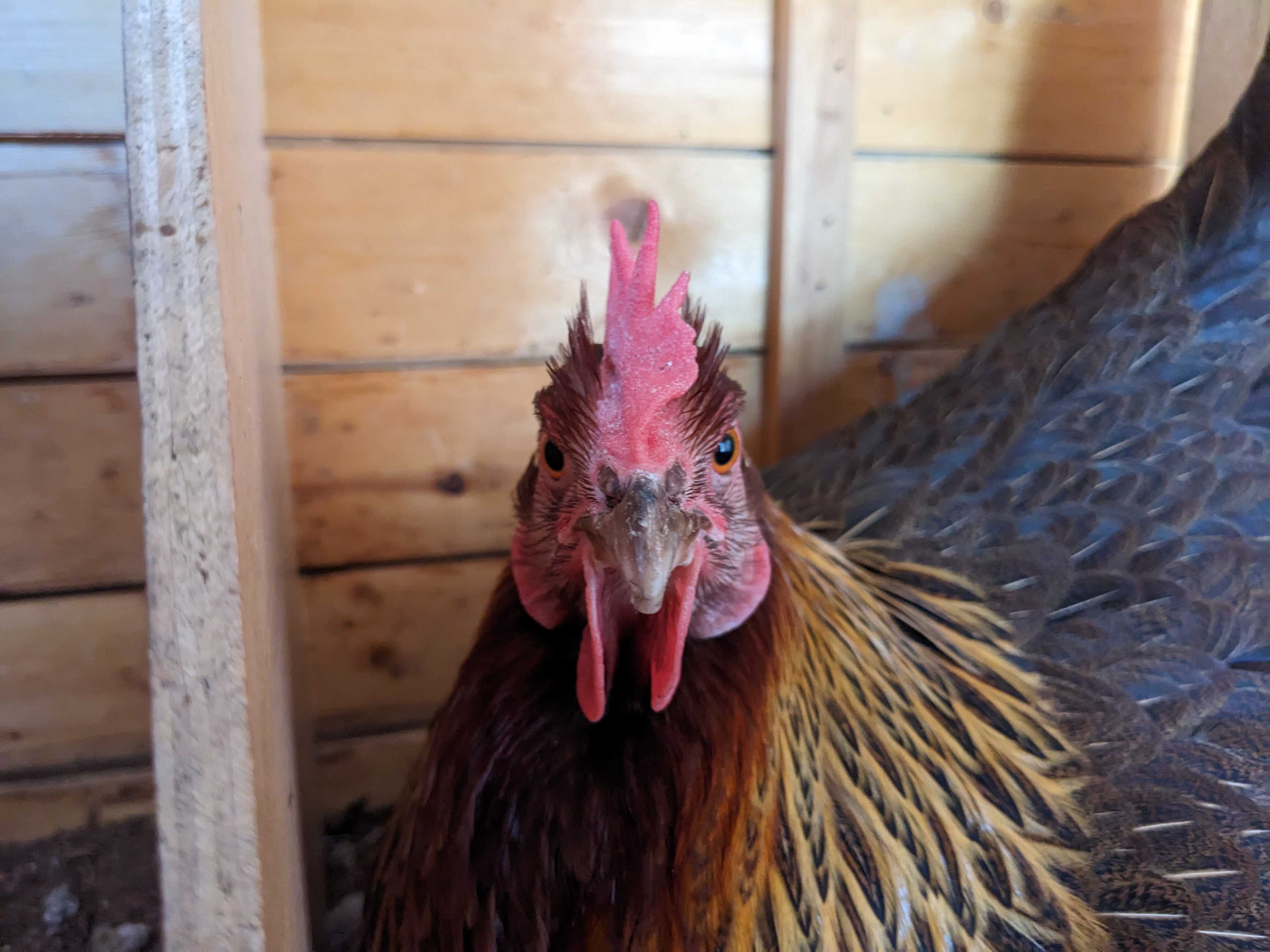 Gaby Glaring at Camera in Nesting Box.