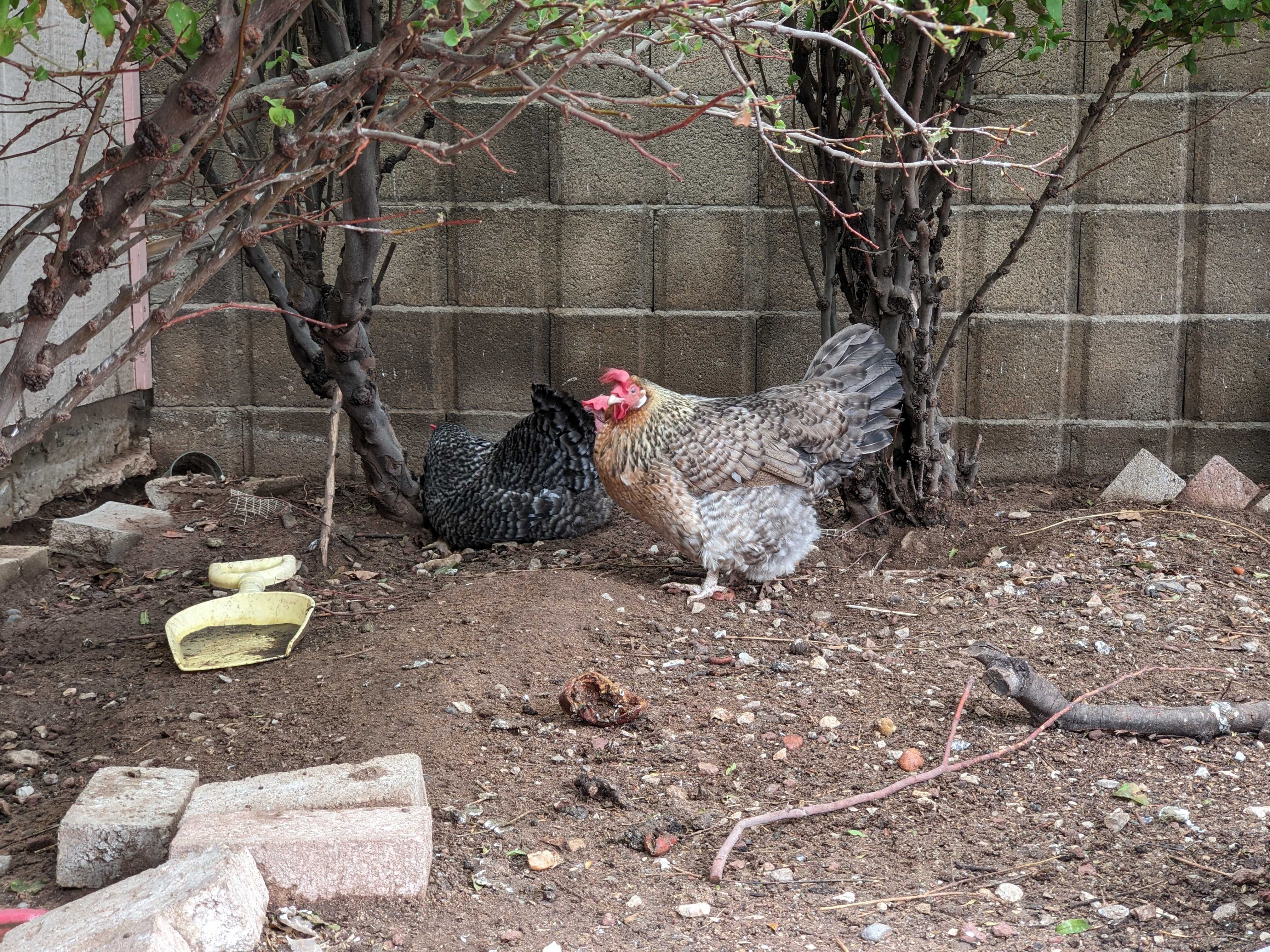 Chickens under a tree with slight mud on ground.