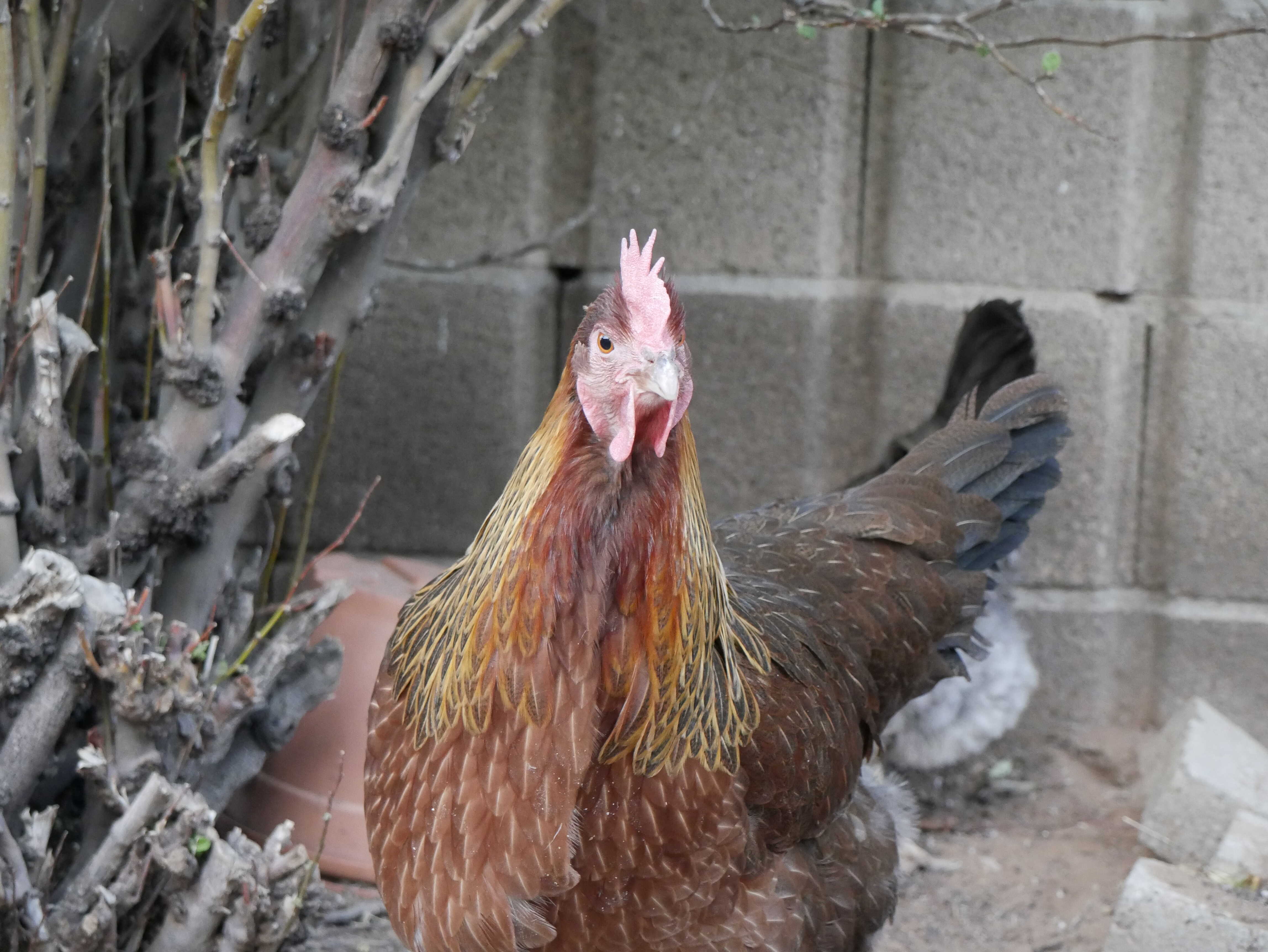 Picture of Welsummer hen named Gaby