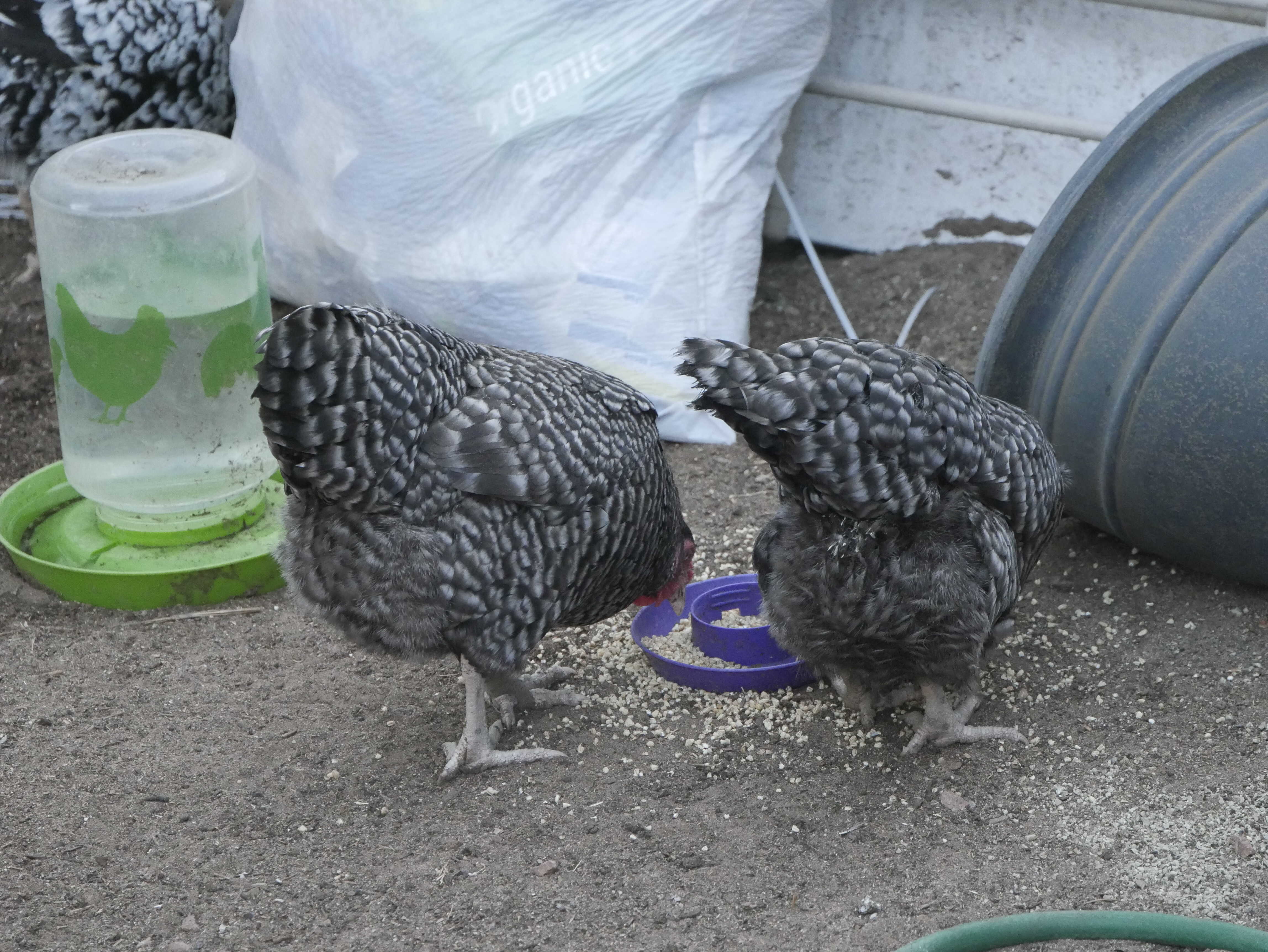 Two Dominique Chicken Fluffy Butts.