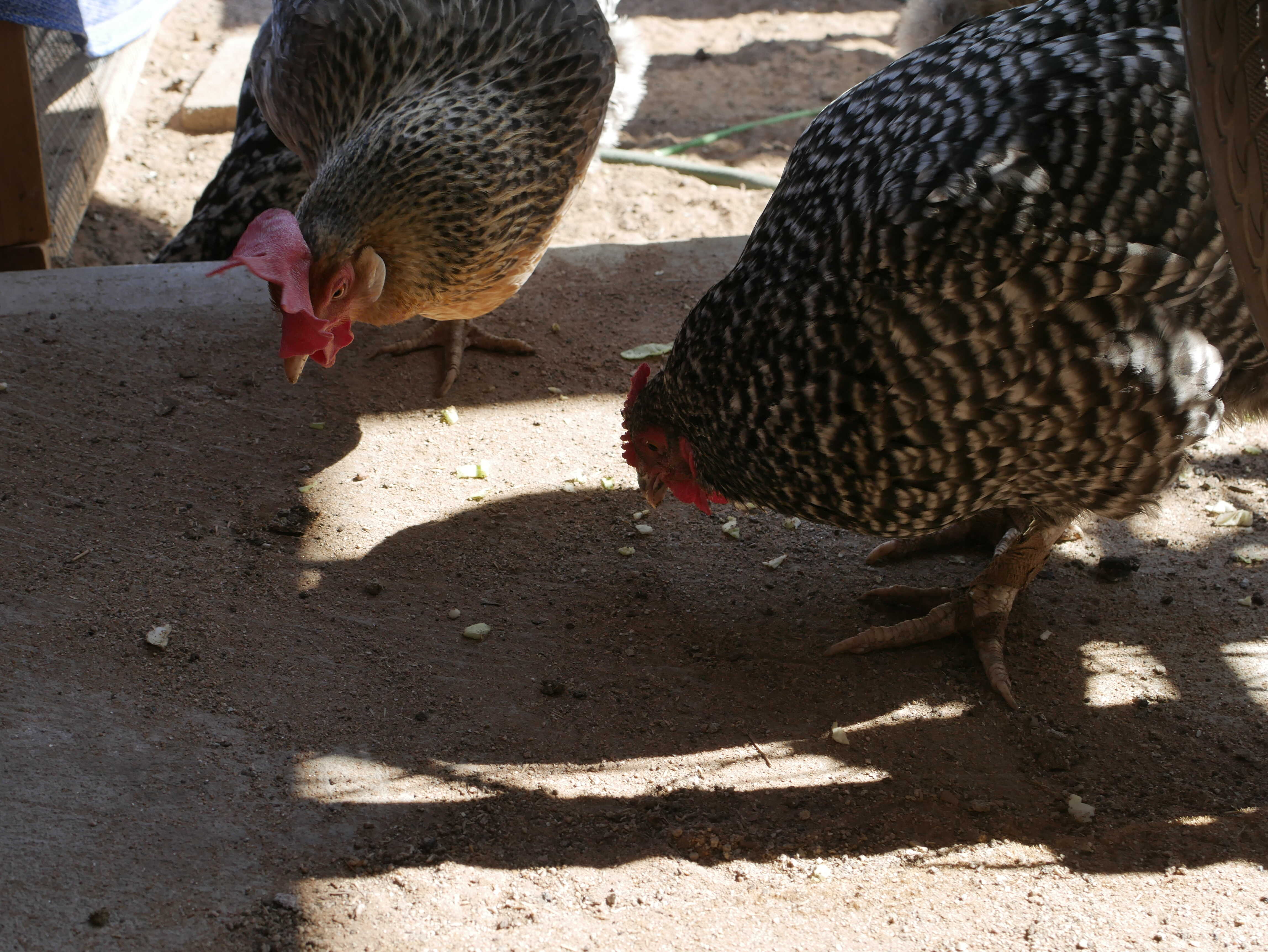 Dominique and Cream Legbar hen eat food off of the ground.