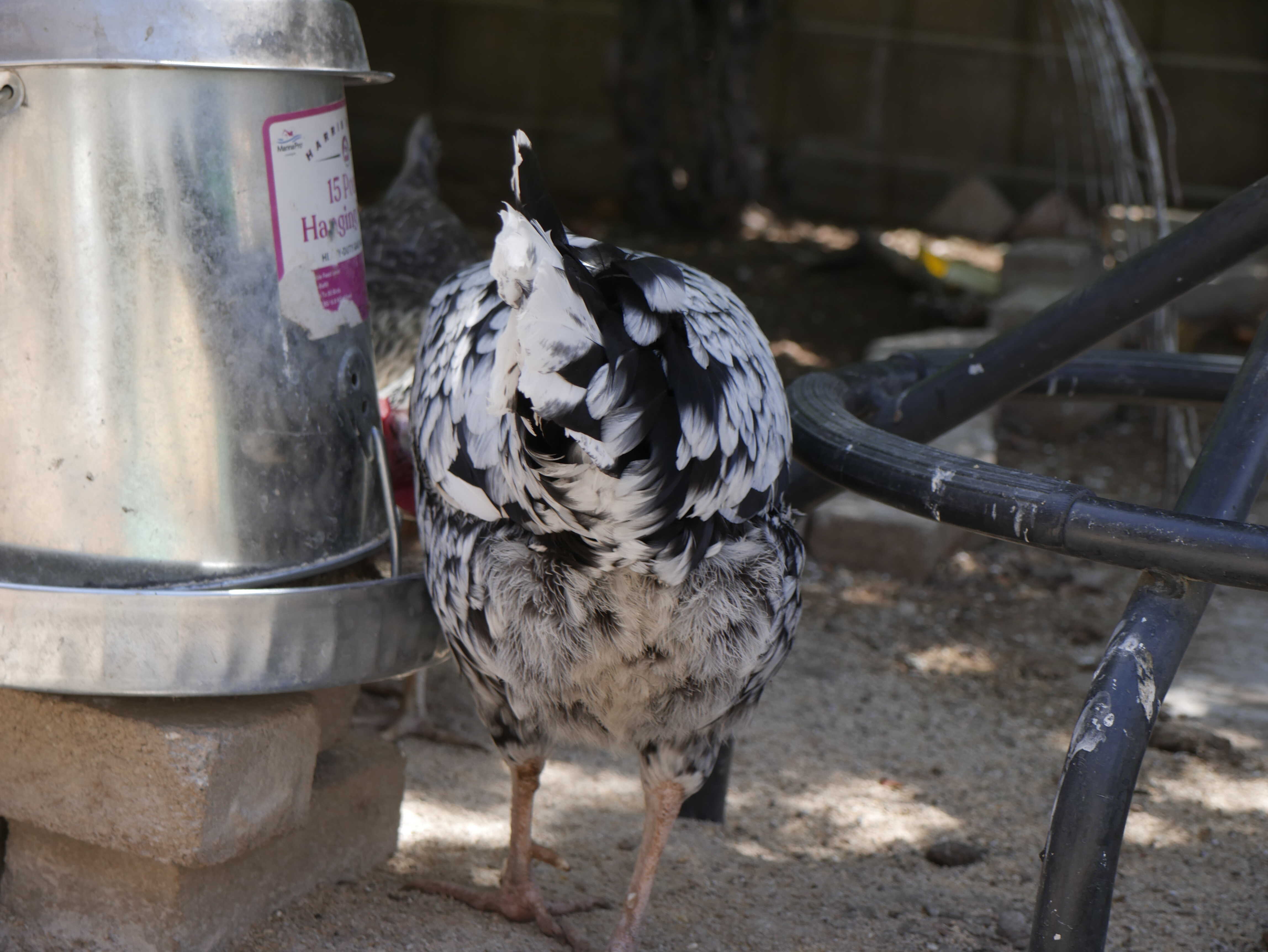 Josephine's rear end while eating food.