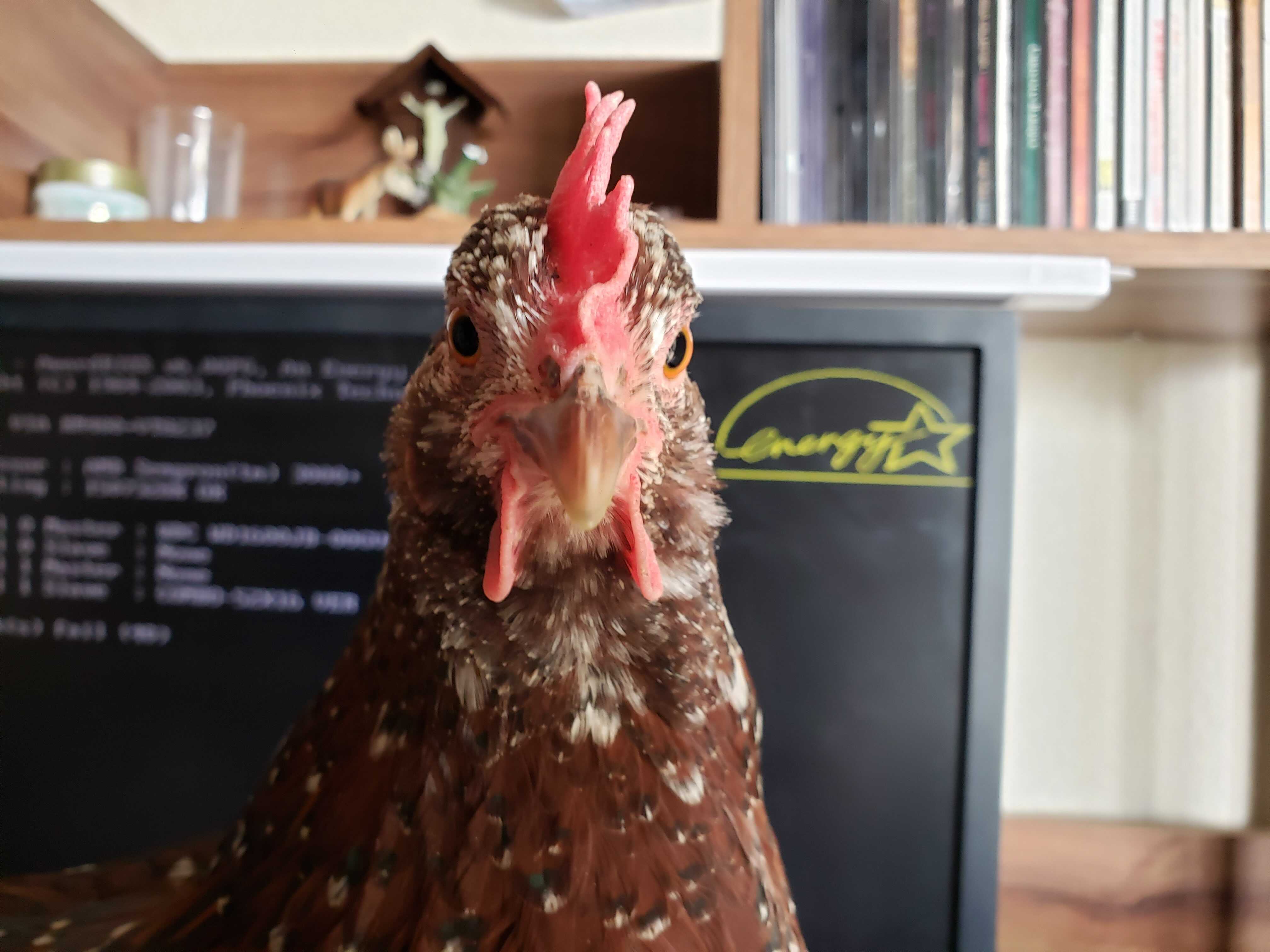 Chicken Abigail the Speckled Sussex in froont of a computer screen.