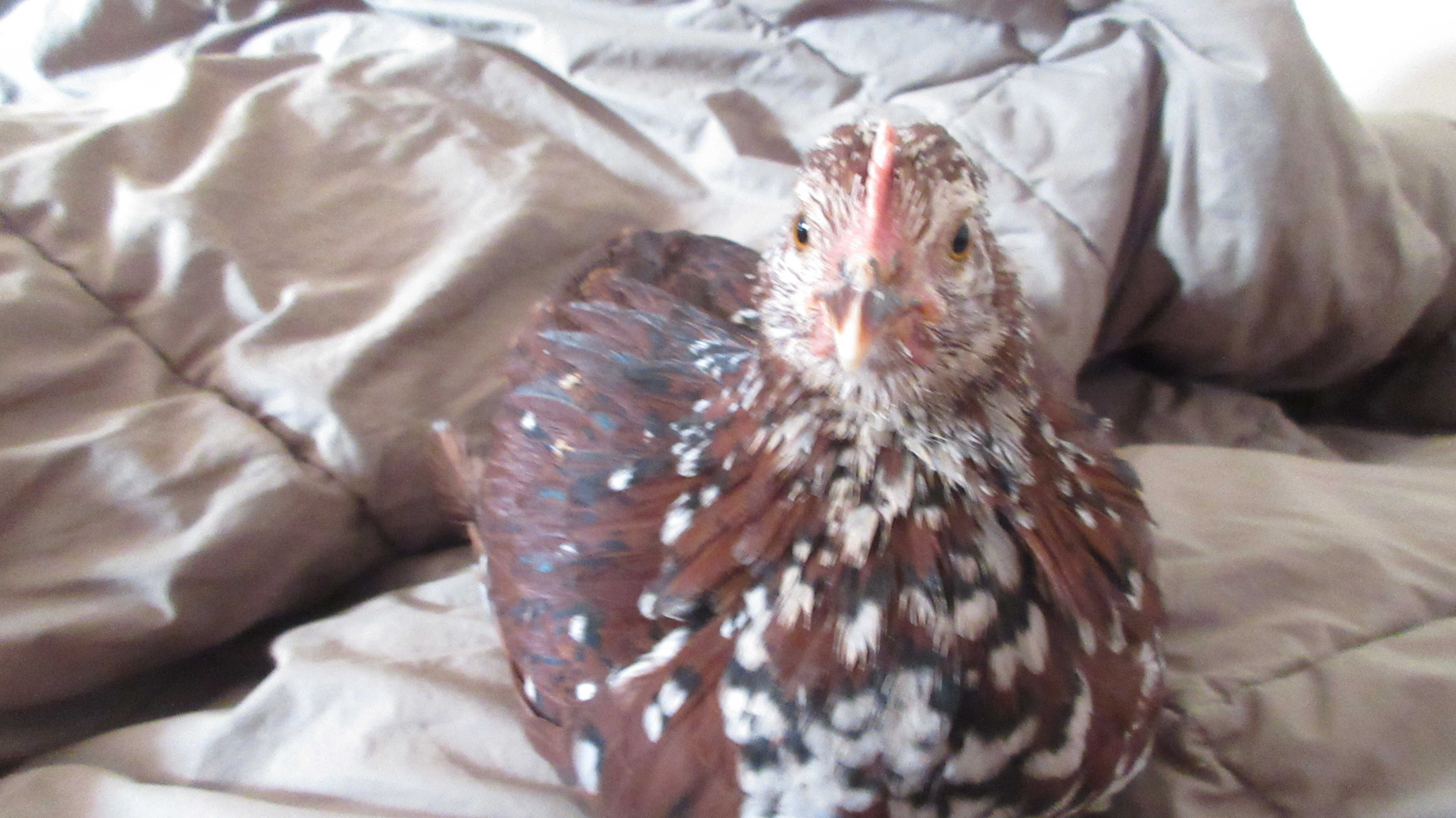 Speckled Sussex hen named Abigail on a bed.