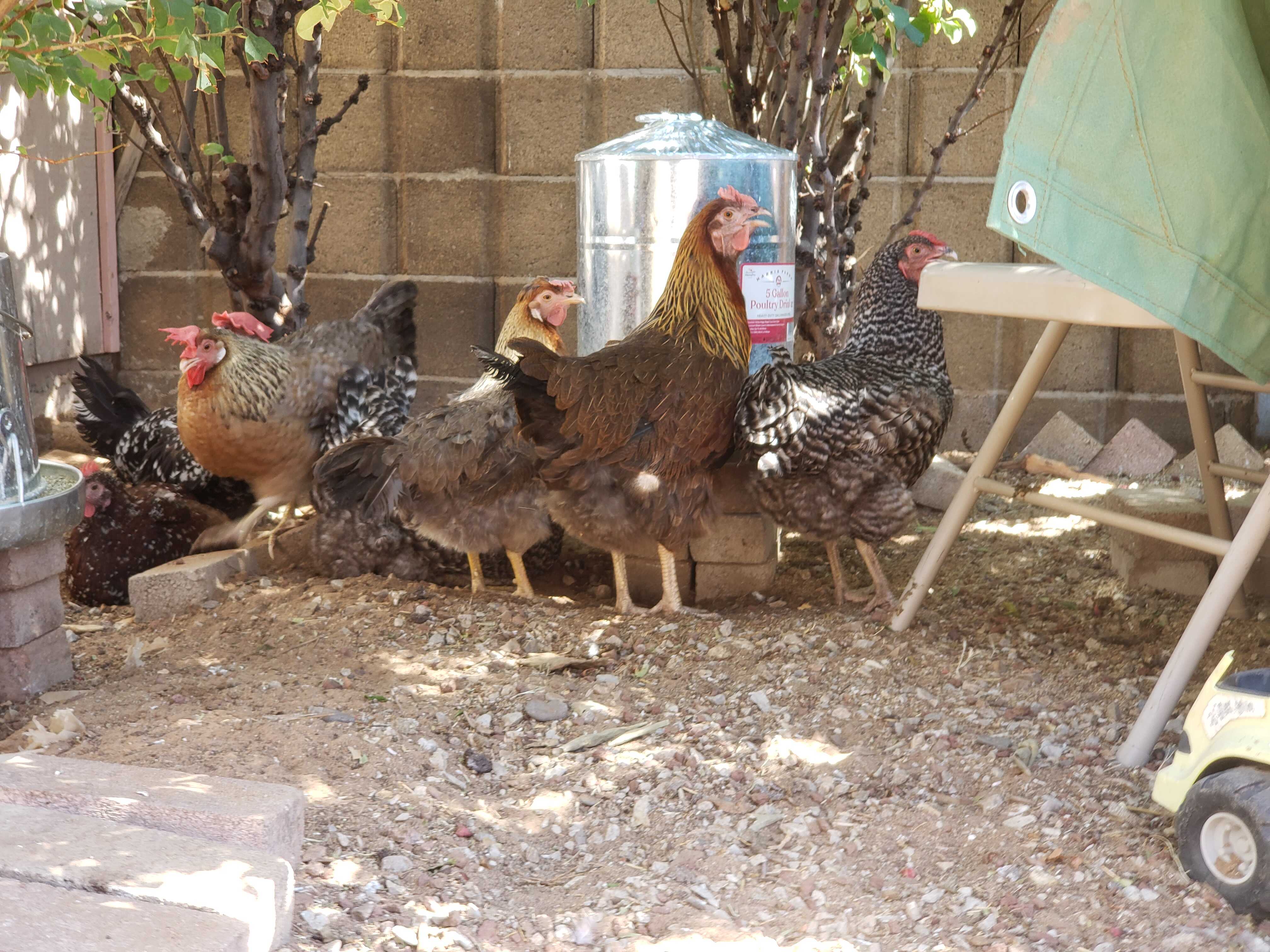 Hens by a waterer.