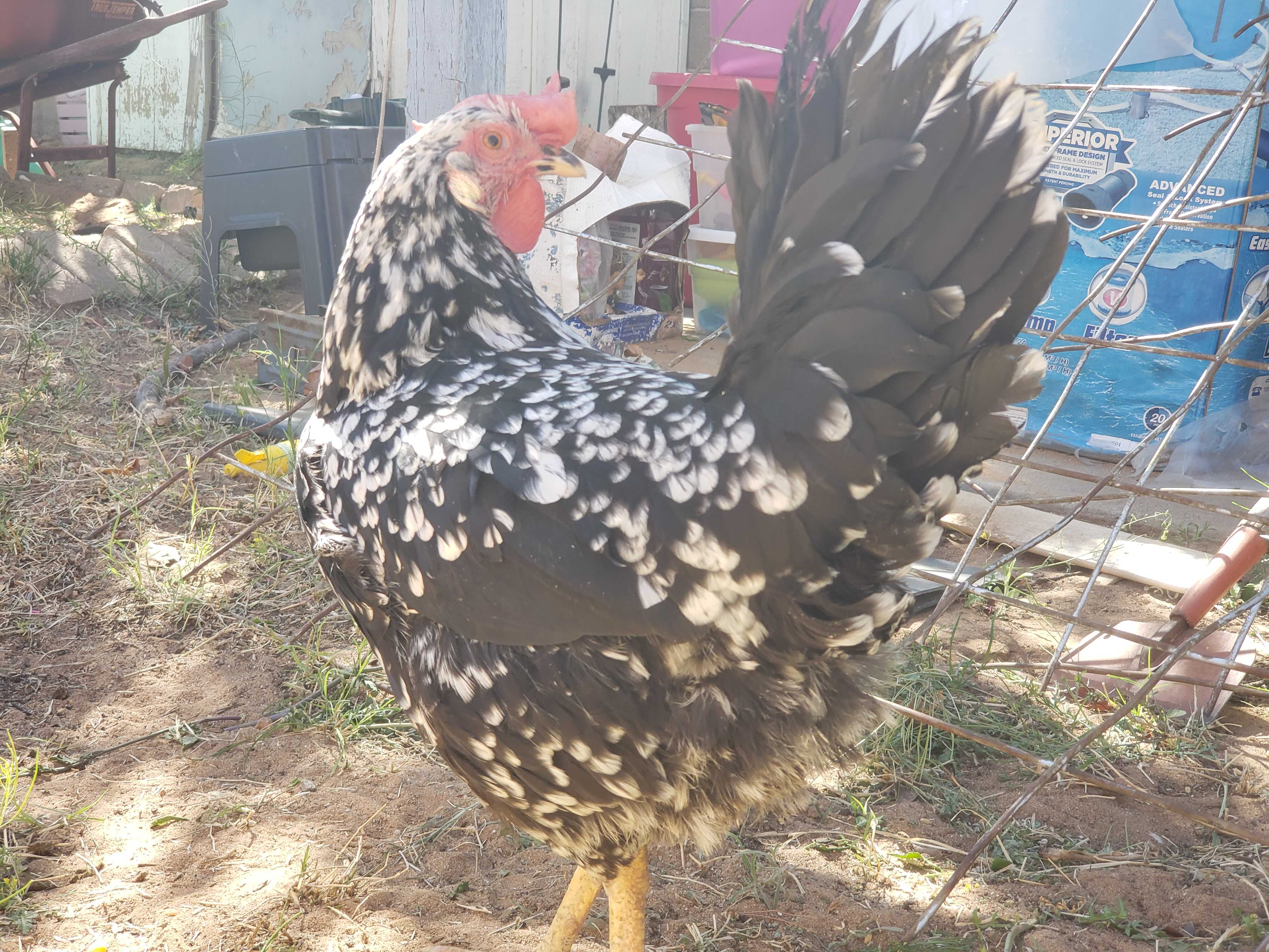 Empress Josephine the Exchquer Leghorn.