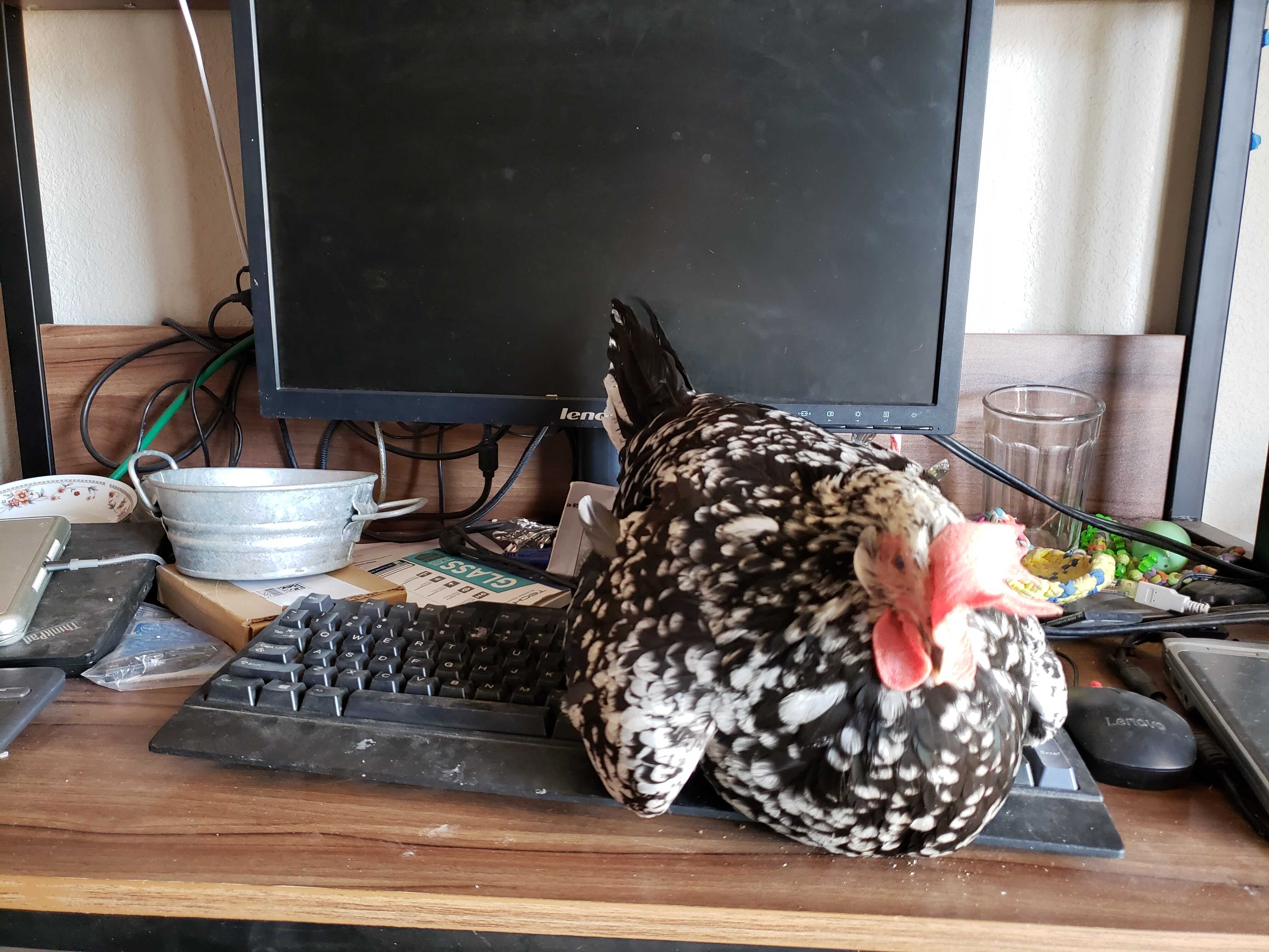 Empress Josehpine sits atop a cheapy membrane Lenovo NetVista keyboard on a desk with lots of clutter. The bird has her wings slightly opened to allow for airflow.